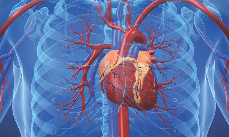 Depiction Of The Heart And Associated Arteries In The Chest