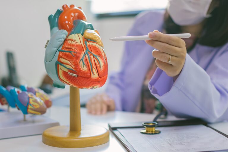 Female Medical Worker Pointing To A Model Of A Heart
